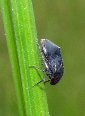 Penthimia nigra